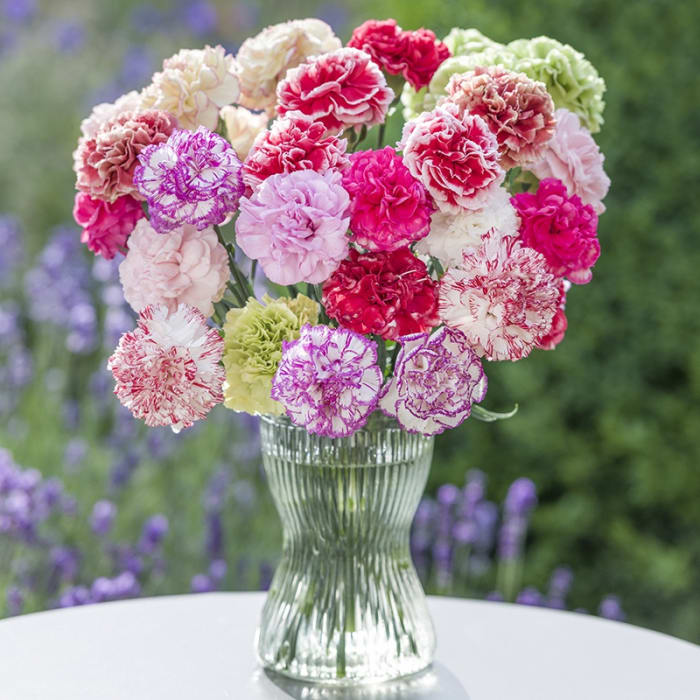 CARNATIONS VALENTINE MIX