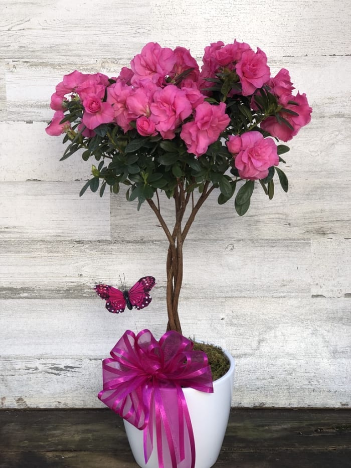 Braided Azalea
