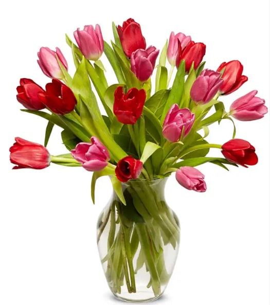 Lovely Tulips
