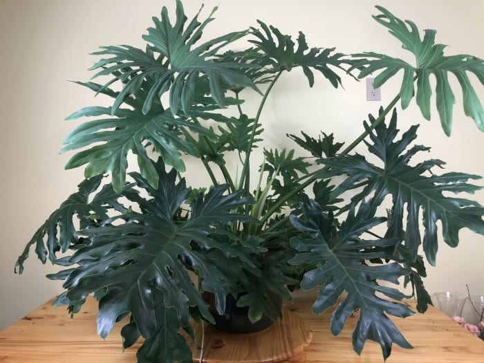 Tree Philodendron