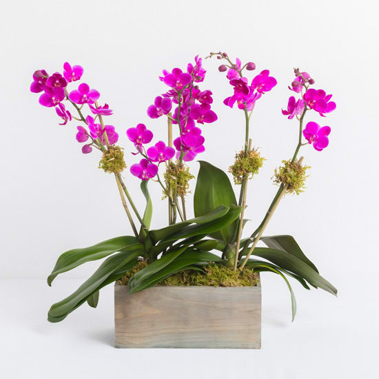 Purple Orchid Plant in Wood Box