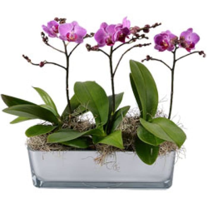 Orchid Serenity EB-442