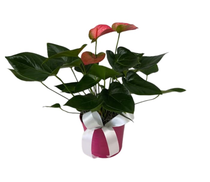 Pink Anthurium Plant in a Pink Tin PL-976 *ONLY 1 LEFT*