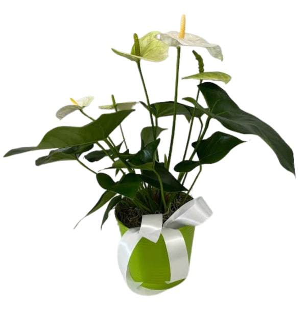 White Anthurium Plant in a Green Tin PL-8004 *ONLY 1 LEFT*