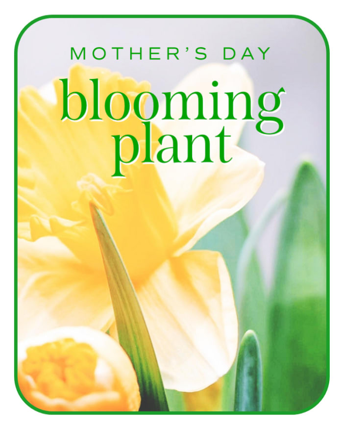 Mother's Day Blooming Plant Flower Delivery St Louis MO Irene's Floral Design