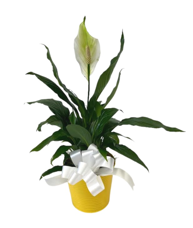 Sunny Peace Lily PL-8005