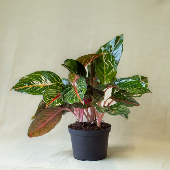 Aglaonema