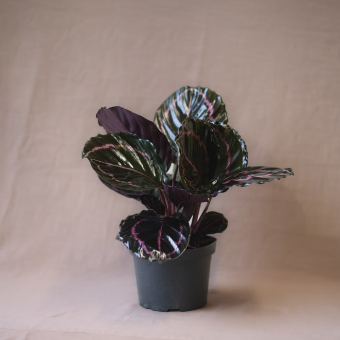 Calathea