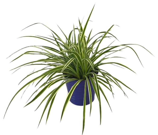 Spider Plant in a Purple Tin PL-8009