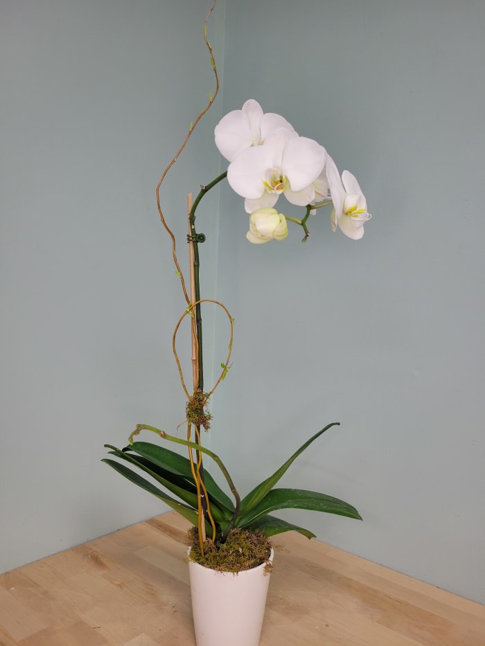 Single Stem Orchid Plant