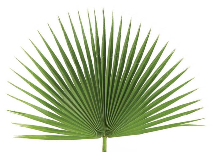 Palmetto Leaf