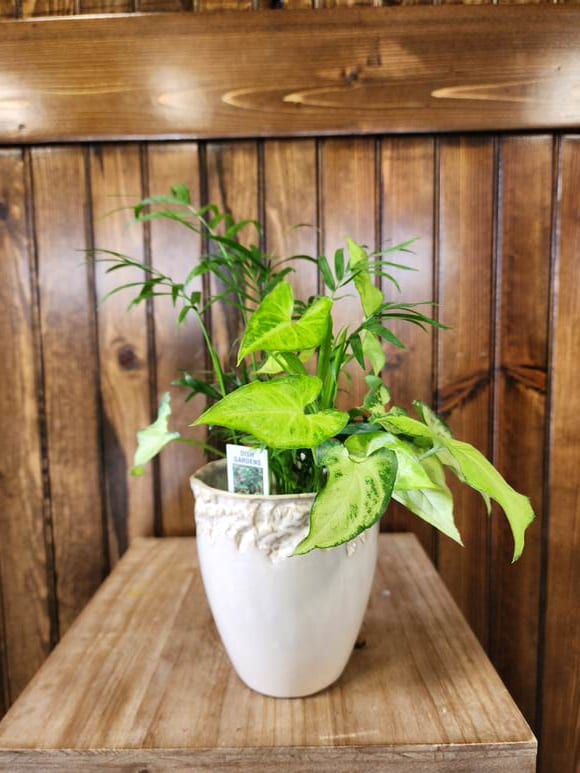 4" Dish Garden Plant