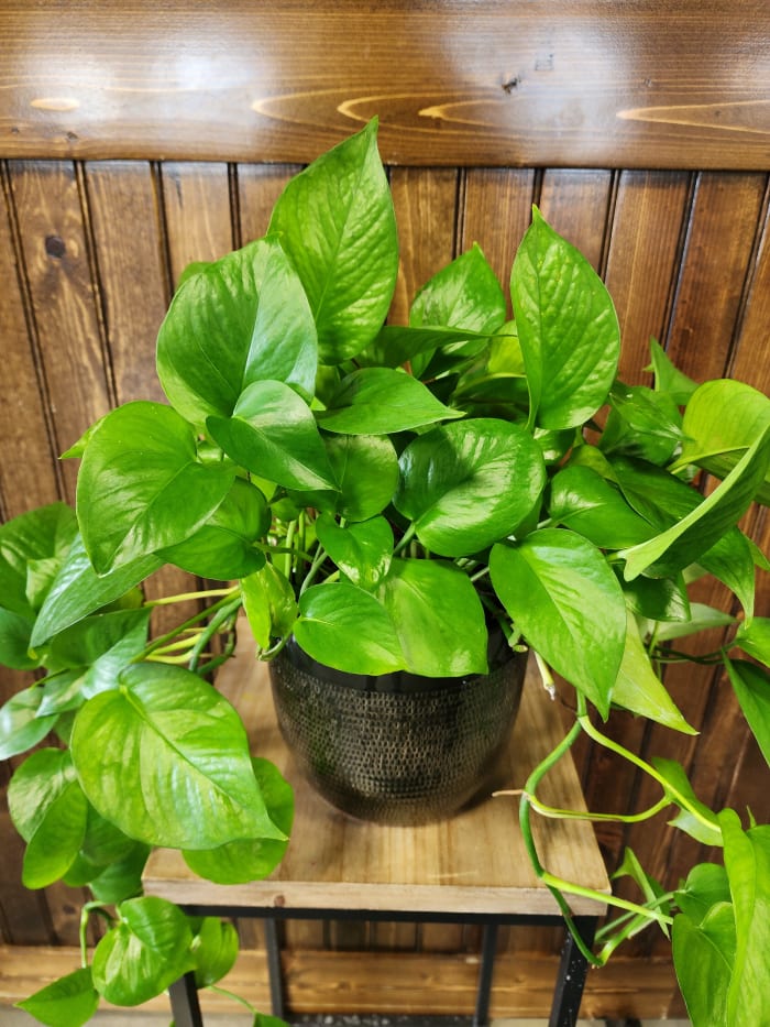 6" Prayers for you Pothos Ivy