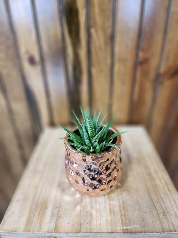Small Cactus in Hammered Rose Gold Vase