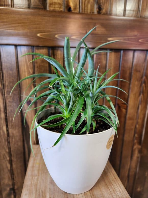 Pineapple Plant