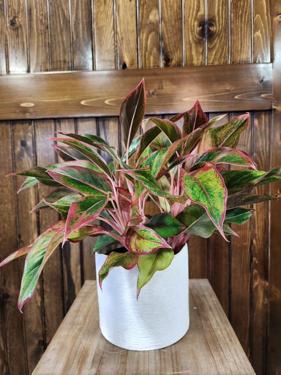 6" Aglaonema Siam