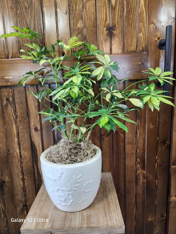 Dwarf Umbrella Tree