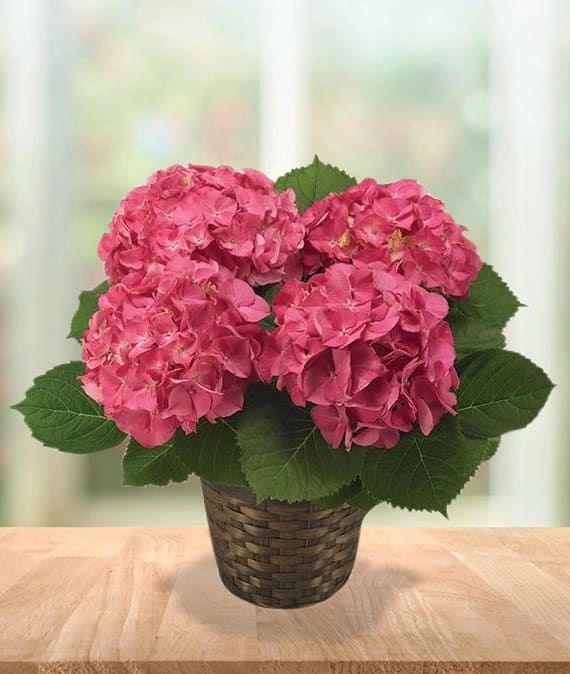Hydrangea