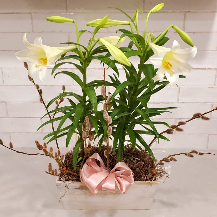 Double Easter Lily Planter Box