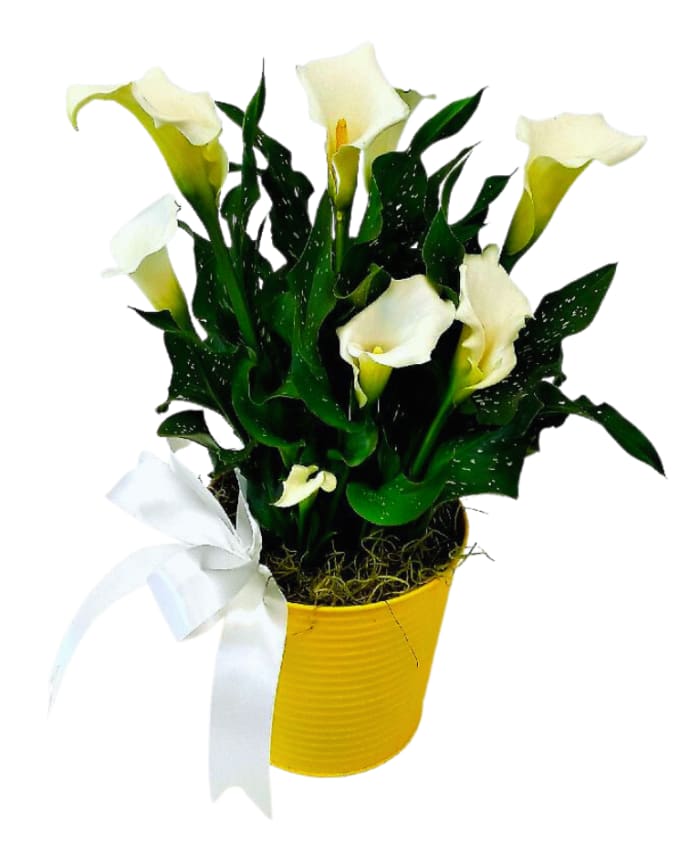 White Calla Lily in Yellow Tin PL993 Fiesta Flowers Plants & Gifts