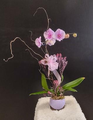 Eggsational Orchid