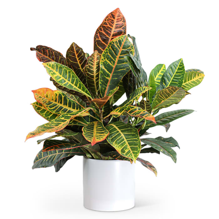 Croton Petra Plant