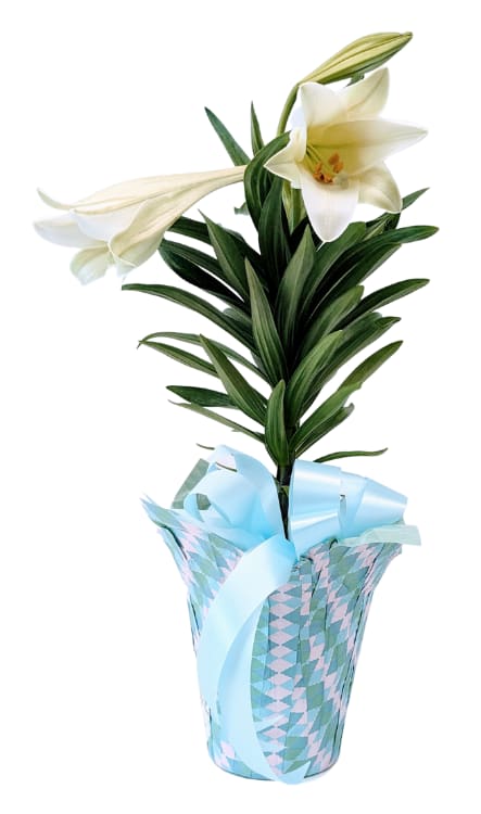 Easter Lily PL-994