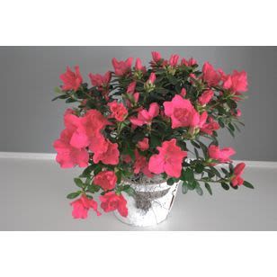 Azalea