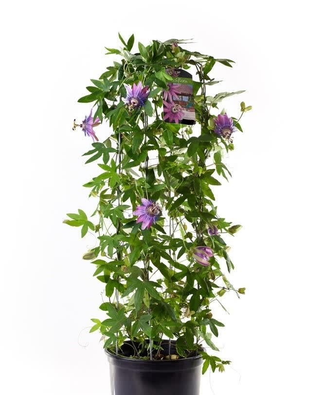 Passion Flower Plant