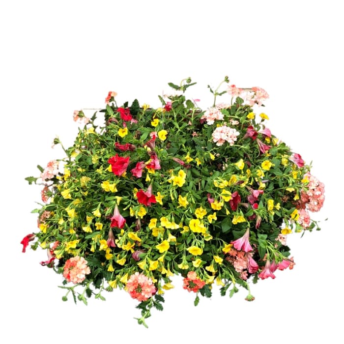 Combo Hanging Basket