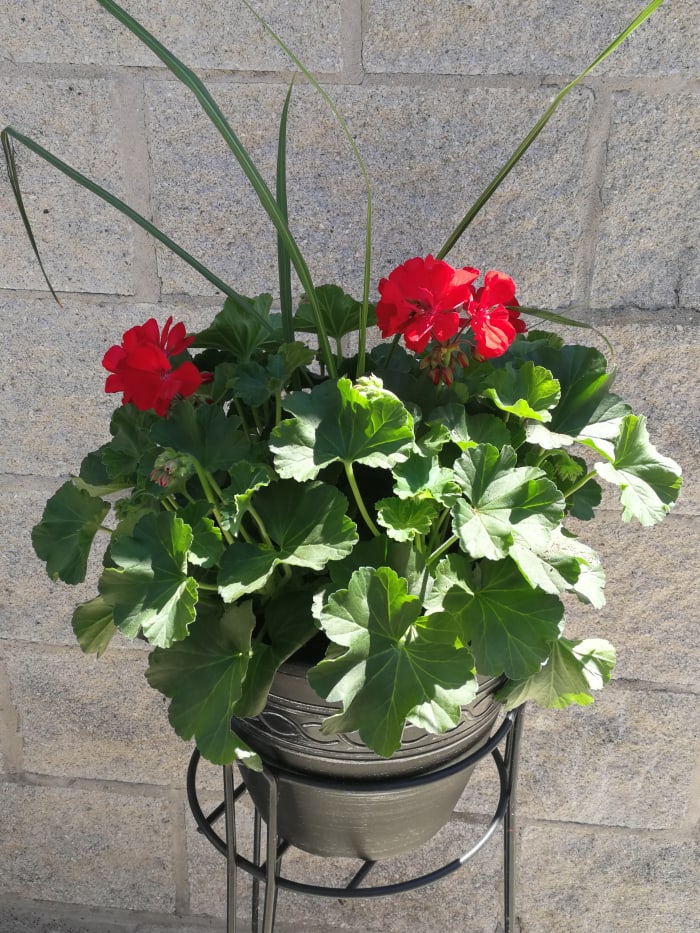 Geranium Red and Pink