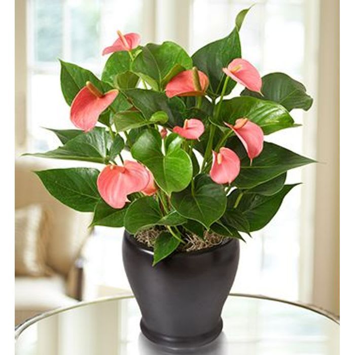 Anthurium Plant