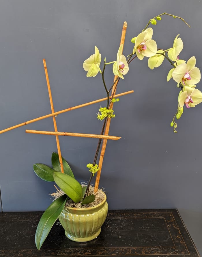 Orchid 6inch