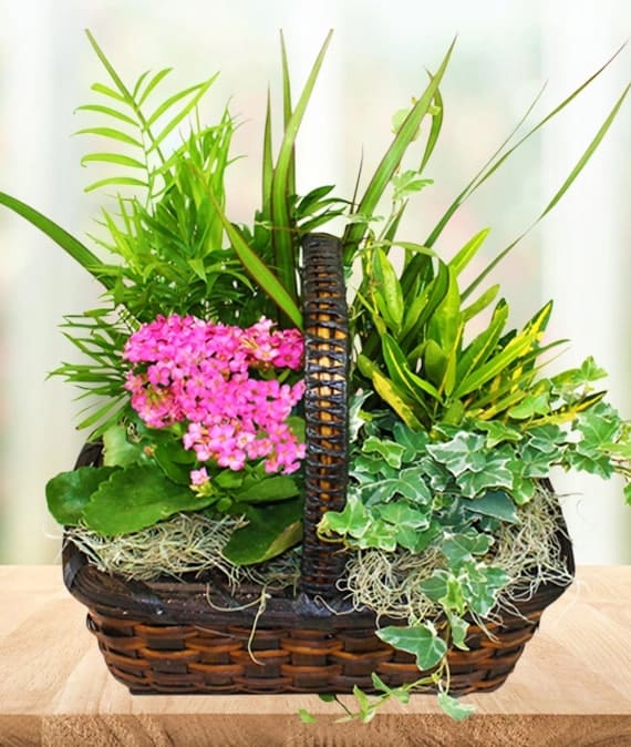 Planter Basket