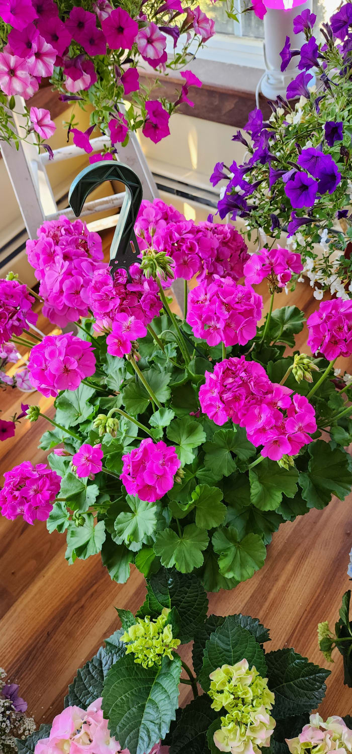 Geraniums