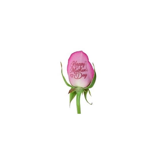 Speaking Rose - Mother's Day