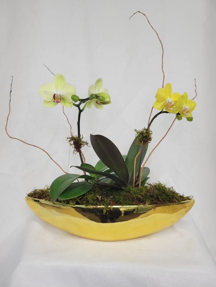 Mini orchids in Gold