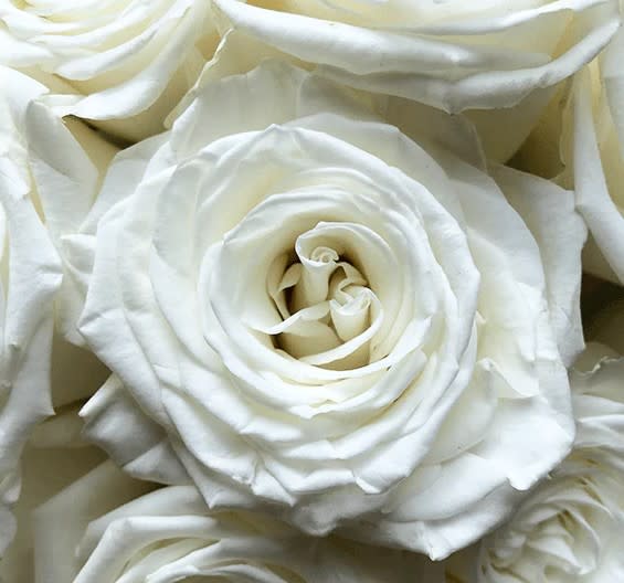 Single stem rose Sandra 256