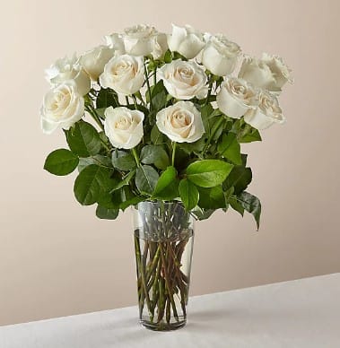 Ultimate white Rose - From