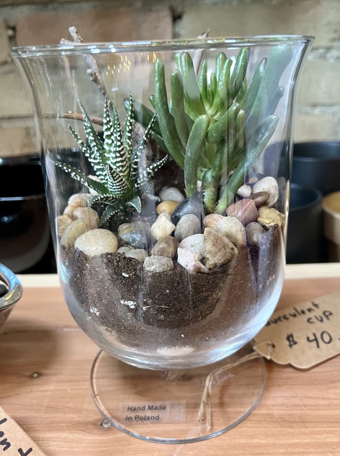 Succulent Cup