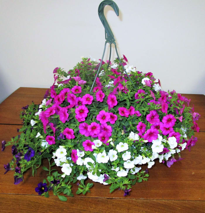 HANGING BASKET