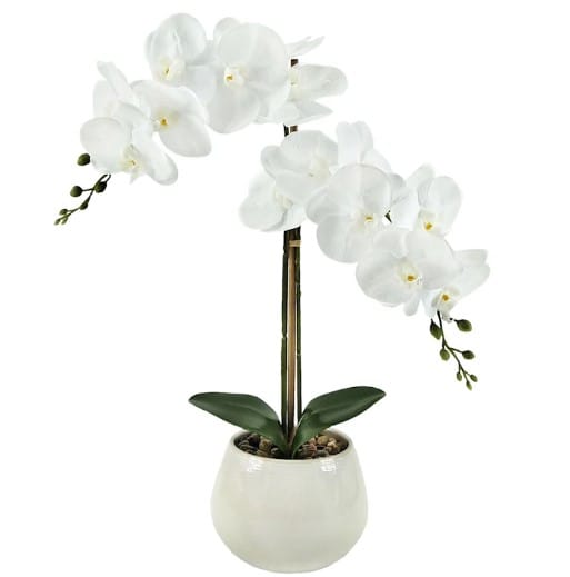 Jumbo Orchids-from