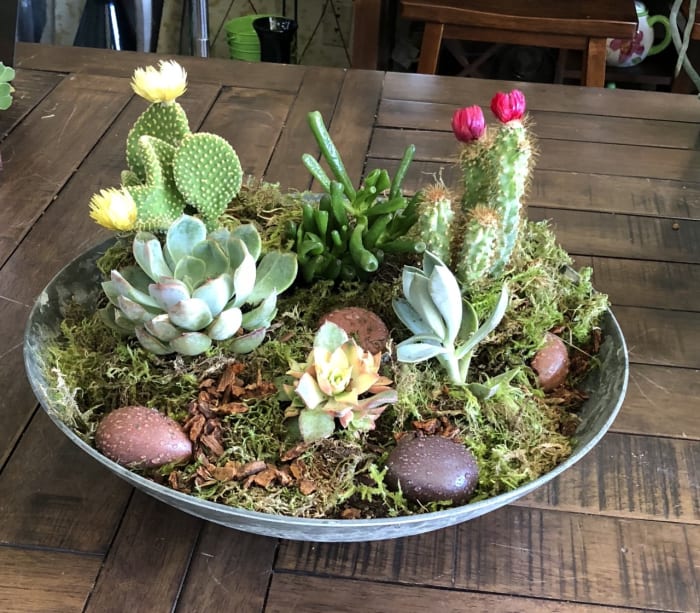 Succulant Garden