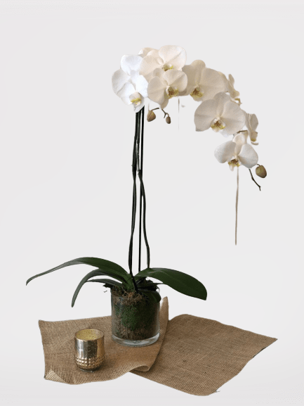 The White Orchid