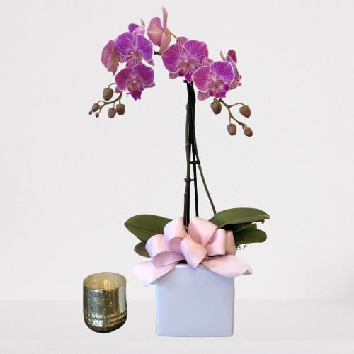 Purple Orchid Plant
