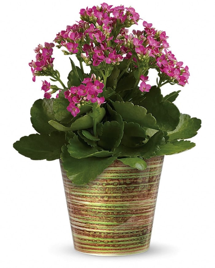 Simply Happy Kalanchoe Plant by Teleflora