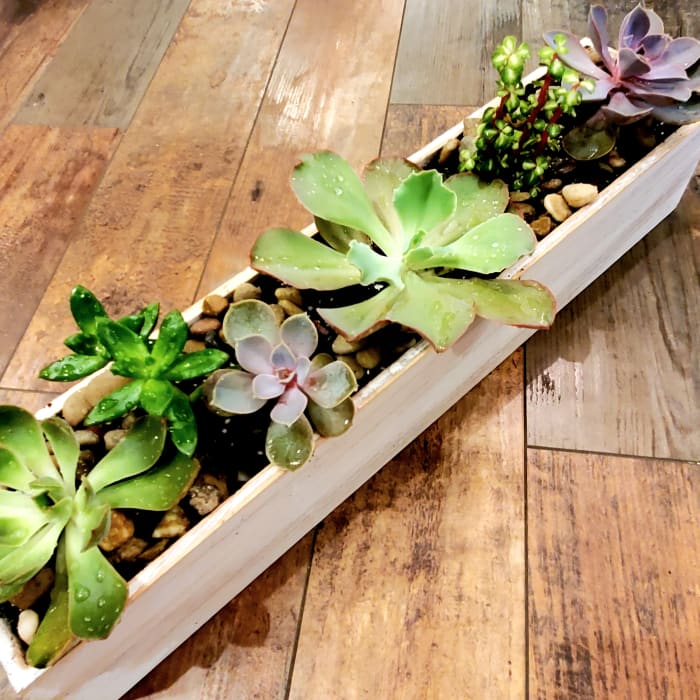 Succulent Tray with Stone