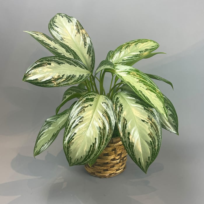 Aglaonema Plant Basket