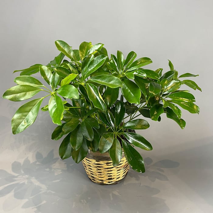 Schefflera Plant Basket