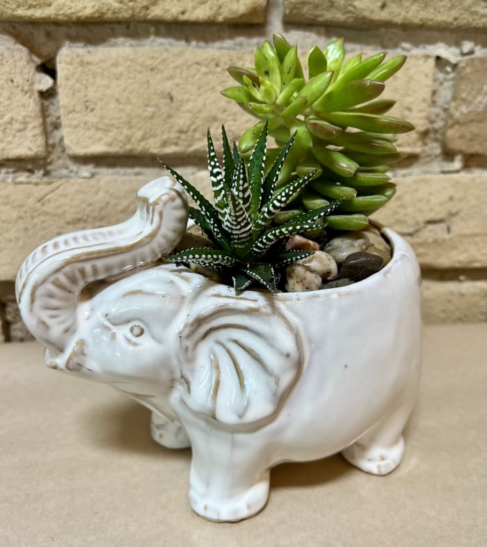 Succulent Elephant Large